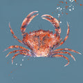 Red Crab limited Edition print by Giles Ward