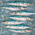 Mackerel Swim Limited Edition Print by Giles Ward