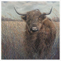 Highland Cow