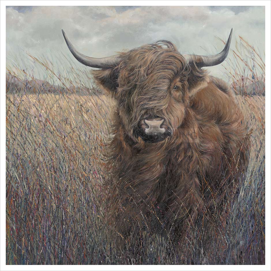 Highland Cow