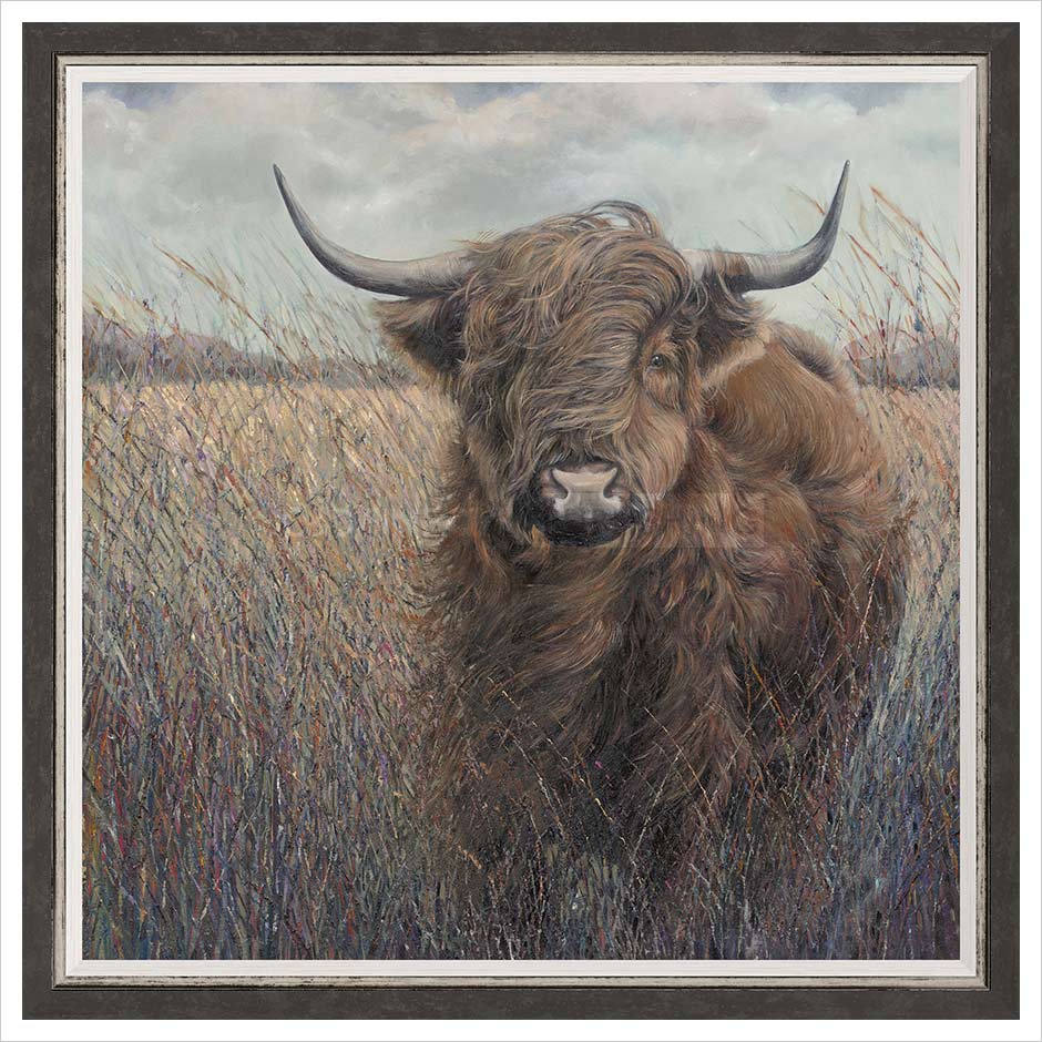Highland Cow