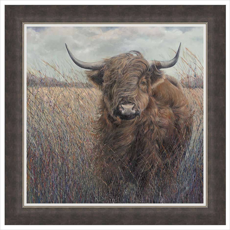 Highland Cow