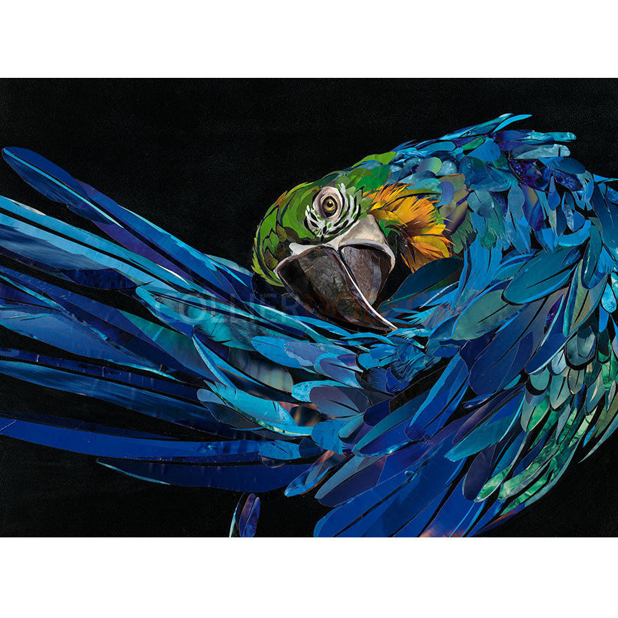 Malachi Limited Edition Print by Sarah Jackson